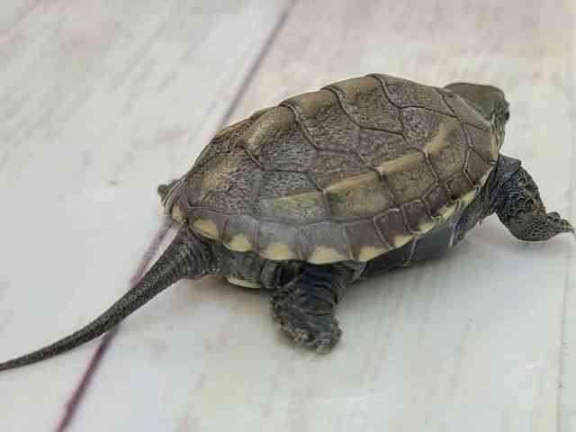 ゼニガメ ゼニガメ | ひごペットフレンドリー 【 公式サイト 】