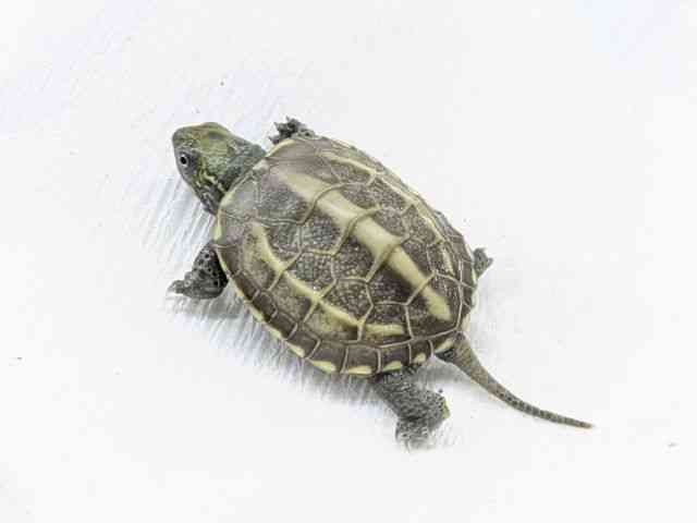 ゼニガメ[ゼニガメ（クサガメ）] | ひごペットフレンドリー 【 公式