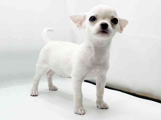 兵庫県のチワワ(スムース) (ひごペットフレンドリーコロワ甲子園店/2025年7月5日生まれ/男の子/クリーム)の子犬の3枚目の画像