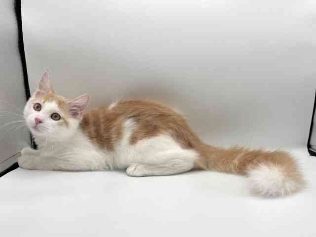 愛知県のメインクーン (ひごペットフレンドリープライムツリー赤池店/2025年7月4日生まれ/男の子/クリームタビーホワイト)の子猫の3枚目の画像