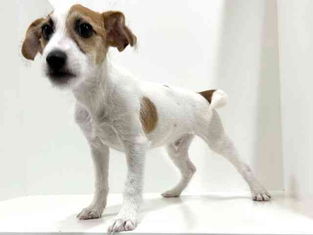 奈良県のジャックラッセルテリア (ひごペットフレンドリーイオンモール橿原ウエスト・ビレッジ店/2025年7月6日生まれ/男の子/ホワイトタン)の子犬の3枚目の画像