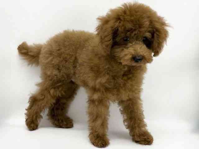 大阪府のトイプードル(トイ) (ひごペットフレンドリー泉ヶ丘店/2025年7月5日生まれ/男の子/レッド)の子犬の3枚目の画像