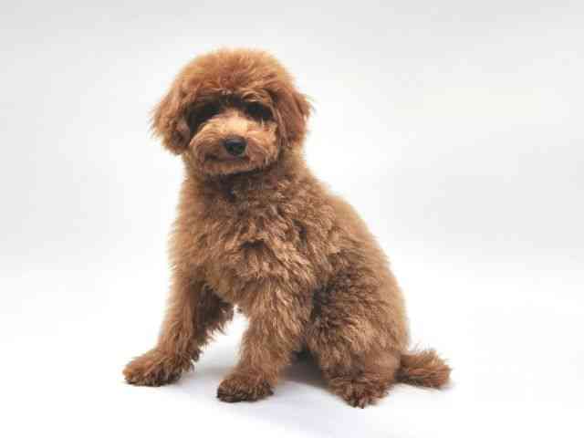 大阪府のトイプードル(トイ) (ひごペットフレンドリー泉ヶ丘店/2025年7月5日生まれ/男の子/レッド)の子犬の3枚目の画像