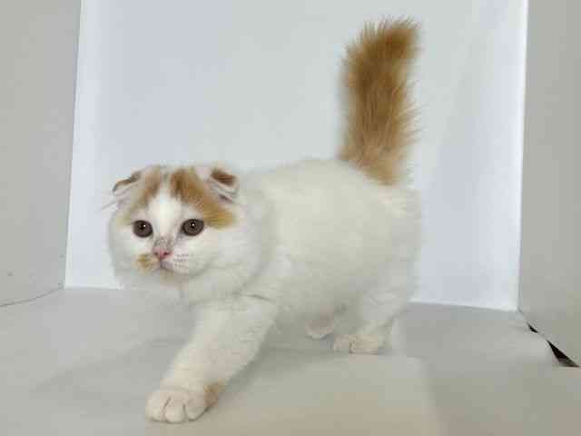 大阪府のスコティッシュフォールド (ひごペットフレンドリーアクロスプラザ住之江店/2025年7月5日生まれ/男の子/レッドタビーホワイト)の子猫の3枚目の画像