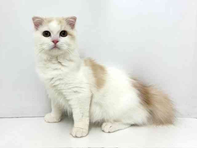 大阪府のスコティッシュフォールド (ひごペットフレンドリーベルファⅡ都島店/2025年7月5日生まれ/男の子/カメオタビーホワイト)の子猫の3枚目の画像