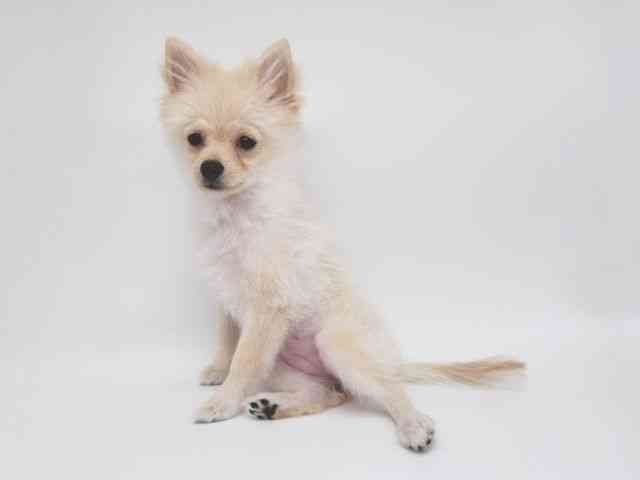 大阪府のポメラニアン (ひごペットフレンドリー泉ヶ丘店/2025年7月6日生まれ/女の子/クリーム)の子犬の3枚目の画像