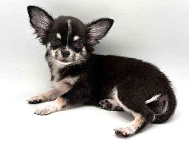 奈良県のチワワ(ロング) (ひごペットフレンドリー田原本店/2025年7月2日生まれ/女の子/ブラックタンホワイト)の子犬の3枚目の画像