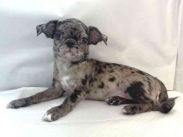 大阪府のチワパグ/パグチー(チワワ×パグ) (ひごペットフレンドリー堺プラットプラット店/2025年7月3日生まれ/女の子/ブルーマール)の子犬の3枚目の画像