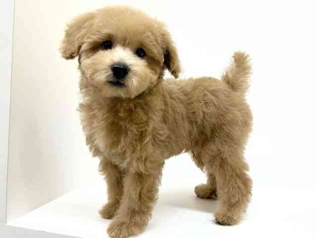 兵庫県のトイプードル(トイ) (ひごペットフレンドリーブルメールHAT神戸店/2025年7月5日生まれ/男の子/アプリコット)の子犬の3枚目の画像