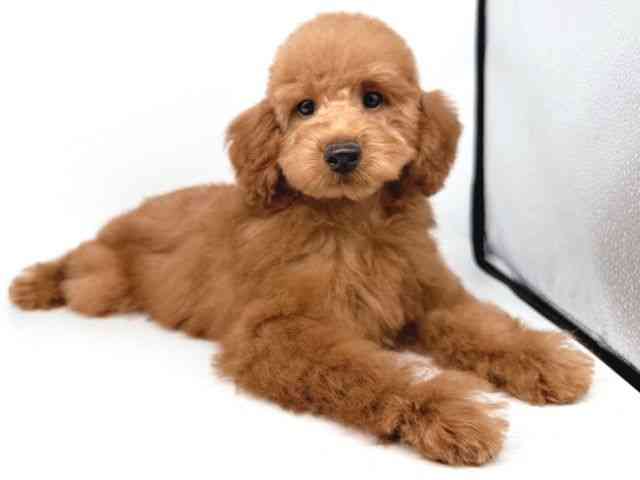 大阪府のトイプードル(トイ) (ひごペットフレンドリー瓜破店/2025年7月6日生まれ/男の子/レッド)の子犬の3枚目の画像