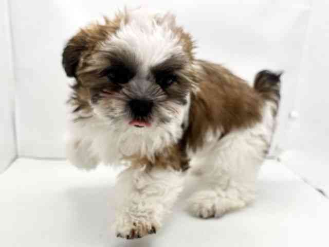 兵庫県のシーズー (ひごペットフレンドリークラウンパーク伊丹店/2025年7月1日生まれ/男の子/ゴールドホワイト)の子犬の3枚目の画像