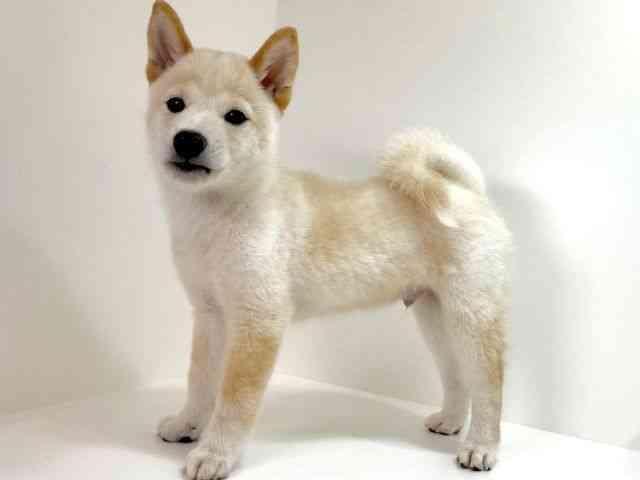 大阪府の柴犬(標準サイズ) (ひごペットフレンドリーイオンそよら海老江店/2025年7月4日生まれ/男の子/白)の子犬の3枚目の画像