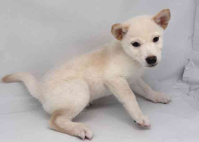鳥取県の柴犬(標準サイズ) (ひごペットフレンドリーイオンモール鳥取北店/2025年7月4日生まれ/男の子/白)の子犬の3枚目の画像
