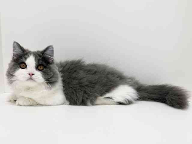 大阪府のマンチカン (ひごペットフレンドリーくずはモール店/2025年7月5日生まれ/男の子/ブルータビーホワイト)の子猫の3枚目の画像