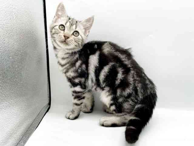 奈良県のアメリカンショートヘアー (ひごペットフレンドリートナリエ大和高田店/2025年7月6日生まれ/男の子/シルバータビー)の子猫の3枚目の画像