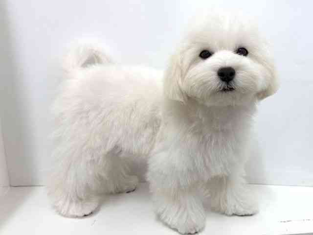 大阪府のハーフ犬・ミックス犬 (ひごペットフレンドリーベルファⅡ都島店/2025年7月4日生まれ/男の子/ホワイト)の子犬の3枚目の画像