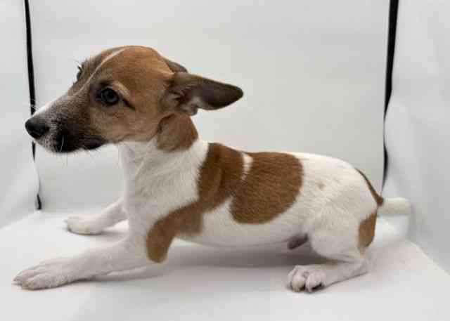 島根県のジャックラッセルテリア (ひごペットフレンドリーイオン松江ショッピングセンター店/2025年7月6日生まれ/男の子/タンホワイト)の子犬の3枚目の画像