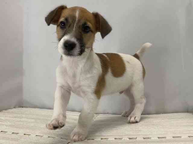 島根県のジャックラッセルテリア (ひごペットフレンドリーイオン松江ショッピングセンター店/2025年7月6日生まれ/男の子/タンホワイト)の子犬の3枚目の画像