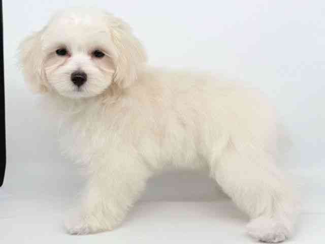 大阪府のハーフ犬・ミックス犬 (ひごペットフレンドリー瓜破店/2025年7月5日生まれ/女の子/クリーム)の子犬の3枚目の画像