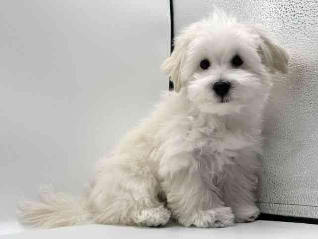 愛知県のハーフ犬・ミックス犬 (ひごペットフレンドリープライムツリー赤池店/2025年7月4日生まれ/男の子/ホワイト)の子犬の3枚目の画像