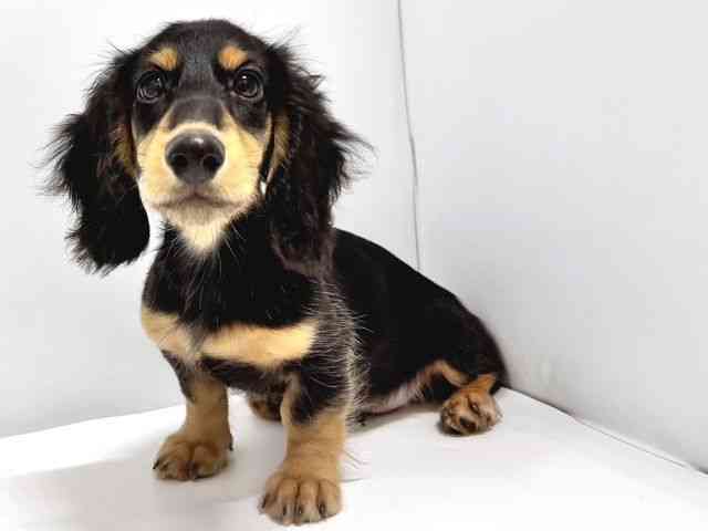 奈良県のミニチュアダックスフンド(ロング) (ひごペットフレンドリー奈良パワーシティ店/2025年7月6日生まれ/男の子/ブラックタン)の子犬の3枚目の画像