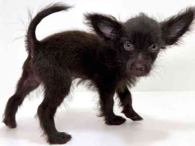 大阪府のチワプー/プーチー(チワワ×プードル) (ひごペットフレンドリーイオンそよら海老江店/2025年7月5日生まれ/男の子/ブラック)の子犬の3枚目の画像