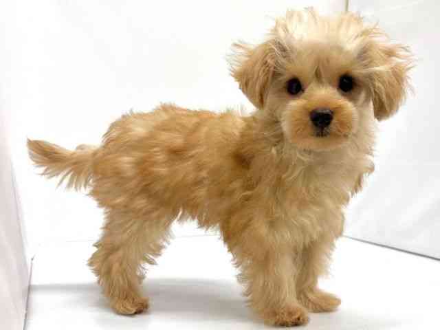 大阪府のハーフ犬・ミックス犬 (ひごペットフレンドリーイオンタウン茨木太田店/2025年7月5日生まれ/男の子/アプリコット)の子犬の3枚目の画像