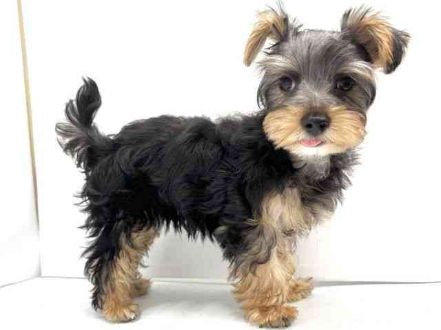 大阪府のヨークシャーテリア (ひごペットフレンドリーイオンタウン茨木太田店/2025年7月6日生まれ/男の子/スチールブルータン)の子犬の3枚目の画像