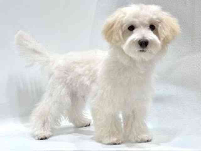 愛知県のハーフ犬・ミックス犬 (ひごペットフレンドリーヴィアモール アピタ江南西店/2025年7月4日生まれ/男の子/クリーム)の子犬の3枚目の画像