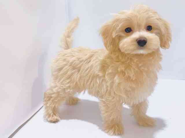 大阪府のマルプー(マルチーズ×プードル) (ひごペットフレンドリーイズミヤショッピングセンター千里丘店/2025年7月3日生まれ/男の子/クリーム)の子犬の3枚目の画像