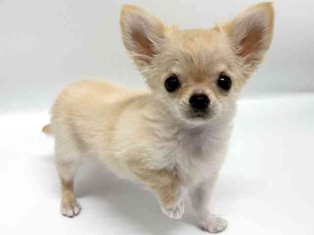 大阪府のチワワ(ロング) (ひごペットフレンドリーイオンタウン豊中庄内店/2025年7月3日生まれ/女の子/クリーム)の子犬の3枚目の画像