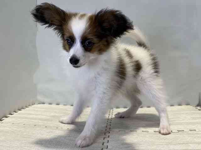 鳥取県のパピヨン (ひごペットフレンドリーイオンモール鳥取北店/2025年7月6日生まれ/男の子/ホワイトセーブル)の子犬の3枚目の画像