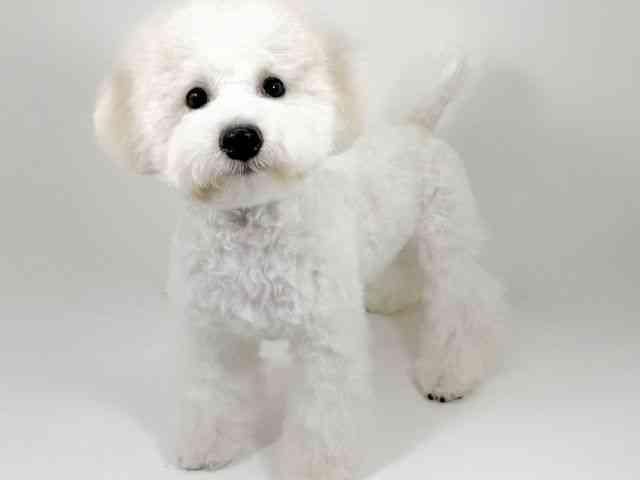 京都府のビションフリーゼ (ひごペットフレンドリーイズミヤショッピングセンター八幡店/2025年7月5日生まれ/男の子/ホワイト)の子犬の3枚目の画像