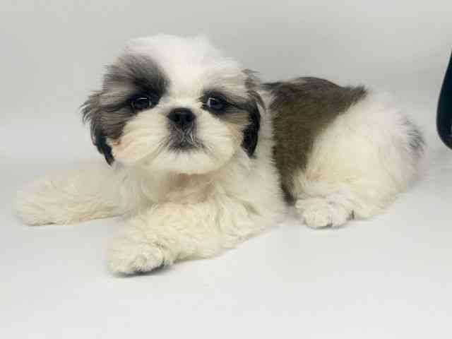 大阪府のシーズー (ひごペットフレンドリー瓜破店/2025年6月29日生まれ/男の子/ホワイトゴールド)の子犬の3枚目の画像