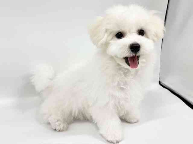 大阪府のビションフリーゼ (ひごペットフレンドリーイオンタウン豊中庄内店/2025年7月6日生まれ/男の子/ホワイト)の子犬の3枚目の画像