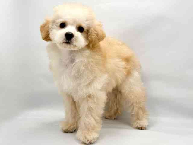 奈良県のトイプードル(トイ) (ひごペットフレンドリーイオンモール橿原ウエスト・ビレッジ店/2025年7月4日生まれ/男の子/クリーム)の子犬の3枚目の画像