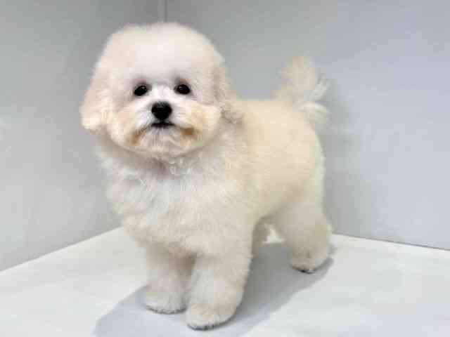 大阪府のチワプー/プーチー(チワワ×プードル) (ひごペットフレンドリーセブンパーク天美店/2025年7月5日生まれ/男の子/ホワイト)の子犬の3枚目の画像