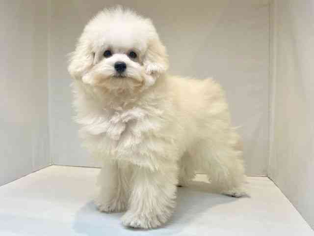 大阪府のチワプー/プーチー(チワワ×プードル) (ひごペットフレンドリーセブンパーク天美店/2025年7月5日生まれ/男の子/ホワイト)の子犬の3枚目の画像