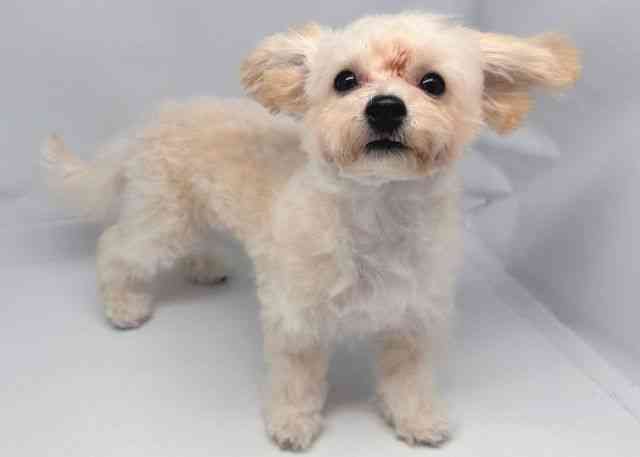 鳥取県のビションプー(ビションフリーゼ×プードル) (ひごペットフレンドリーイオンモール鳥取北店/2025年7月6日生まれ/女の子/クリーム)の子犬の3枚目の画像