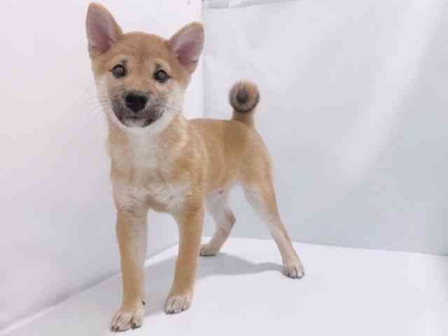 大阪府の柴犬(標準サイズ) (ひごペットフレンドリーイズミヤショッピングセンター千里丘店/2025年7月7日生まれ/男の子/赤)の子犬の3枚目の画像