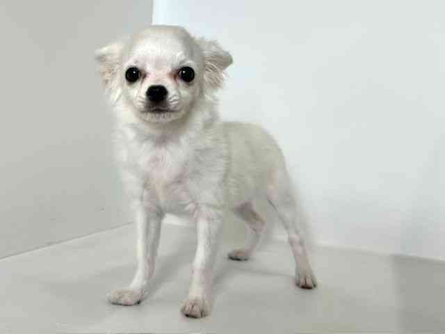 大阪府のチワワ(ロング) (ひごペットフレンドリーアクロスプラザ住之江店/2025年7月8日生まれ/女の子/ホワイト)の子犬の3枚目の画像