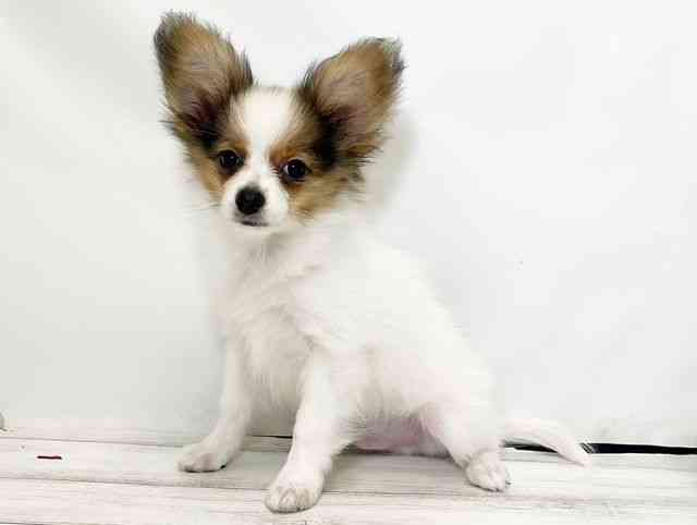 和歌山県のパピヨン (ひごペットフレンドリーパームシティ和歌山店/2025年7月7日生まれ/男の子/ホワイトブラウン)の子犬の3枚目の画像