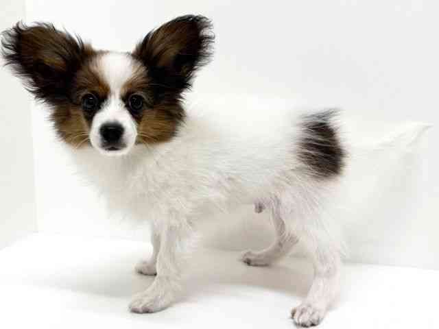 大阪府のパピヨン (ひごペットフレンドリーくずはモール店/2025年7月7日生まれ/男の子/ホワイトブラウン)の子犬の3枚目の画像