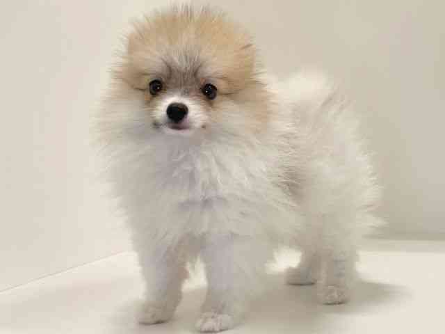 兵庫県のポメラニアン (ひごペットフレンドリーイトーヨーカドー明石店/2025年6月30日生まれ/男の子/パーティーカラー)の子犬の3枚目の画像