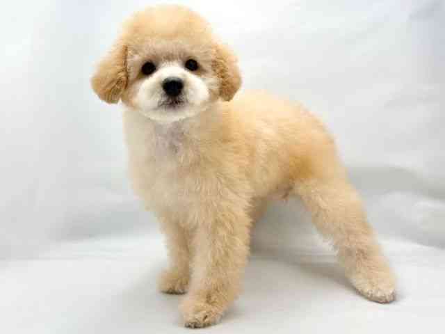 大阪府のトイプードル(トイ) (ひごペットフレンドリー東淀川店/2025年7月6日生まれ/女の子/アプリコット)の子犬の3枚目の画像