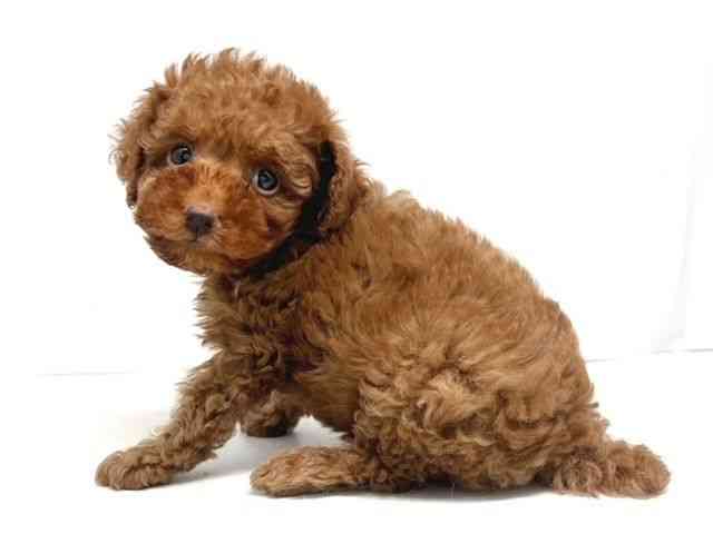 京都府のトイプードル(トイ) (ひごペットフレンドリー洛北阪急スクエア店/2025年7月6日生まれ/男の子/レッドフォーン)の子犬の3枚目の画像