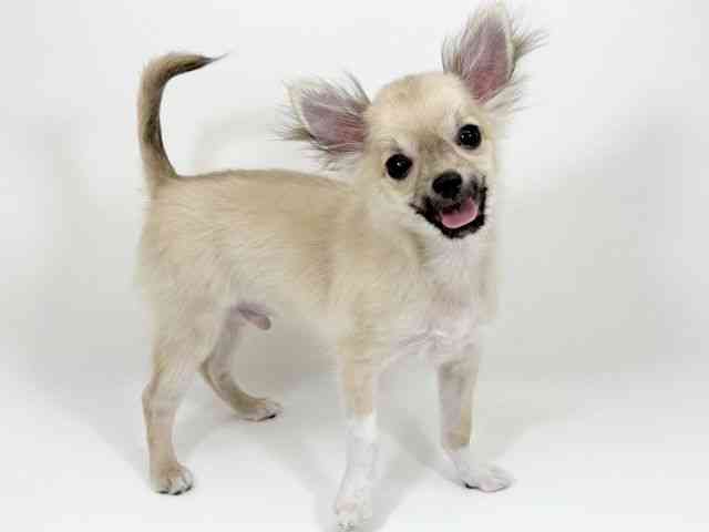 京都府のチワワ(ロング) (ひごペットフレンドリーイズミヤショッピングセンター八幡店/2025年7月8日生まれ/男の子/フォーン)の子犬の3枚目の画像