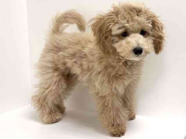 愛知県のマルプー(マルチーズ×プードル) (ひごペットフレンドリーイトーヨーカドー知多店/2025年7月9日生まれ/男の子/アプリコット)の子犬の3枚目の画像