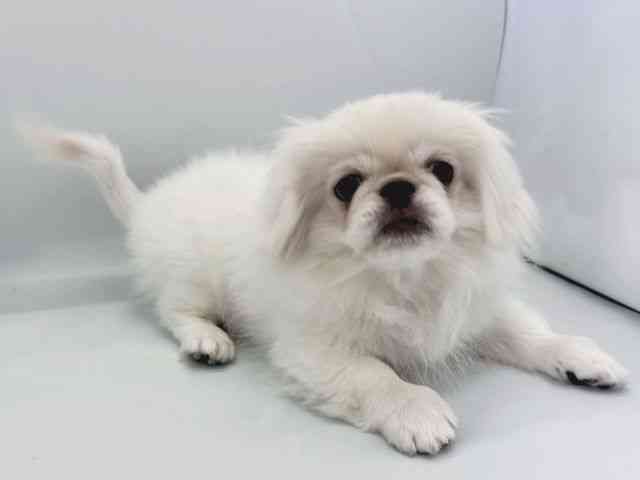 京都府のペキニーズ (ひごペットフレンドリー京都店/2025年7月8日生まれ/男の子/ホワイト)の子犬の3枚目の画像