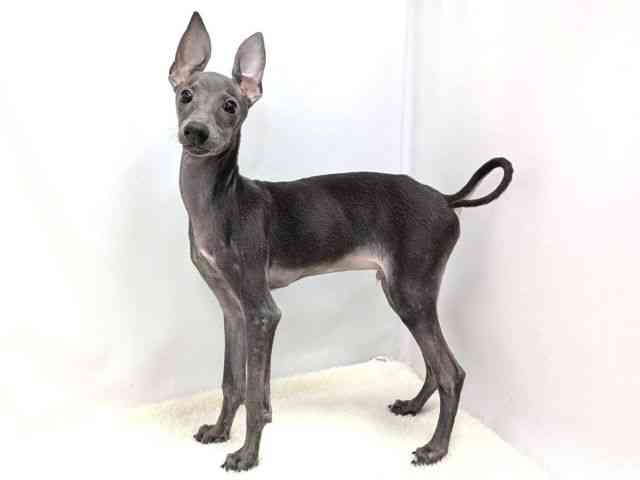 広島県のイタリアングレーハウンド (ひごペットフレンドリーゆめタウン廿日市店/2025年7月5日生まれ/男の子/ブルー)の子犬の3枚目の画像